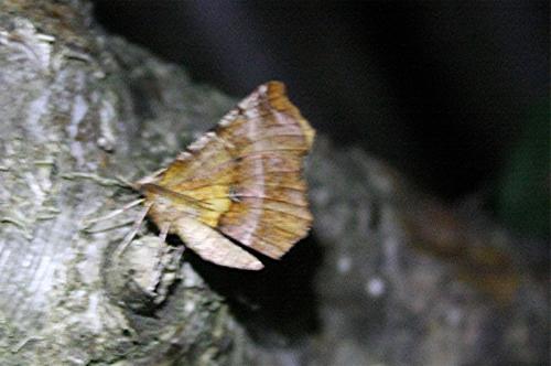 Selenia dentaria